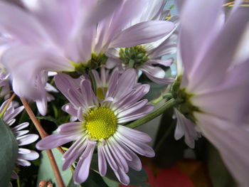 Close-up of purple flowering plant