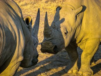 Rhinoceroses standing face to face on field