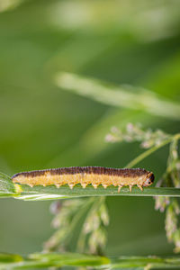 Close-up of insect on leaf