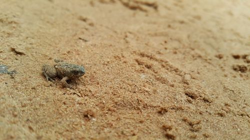 Close-up of crab on sand