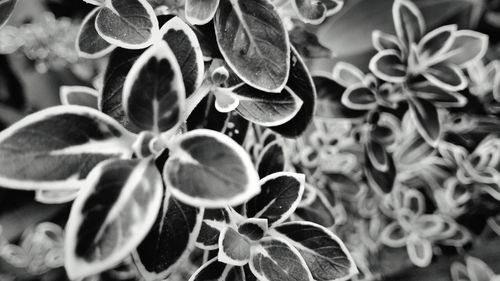 Close-up of flowering plant