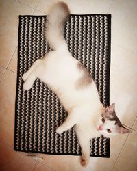 High angle view of cat on tiled floor