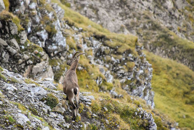 Bird standing on rock
