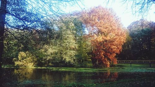 Reflection of trees in pond