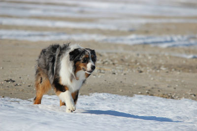 Dog on beach
