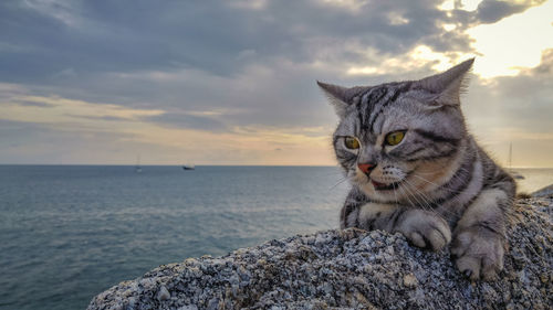 Cat looking at sea against sky