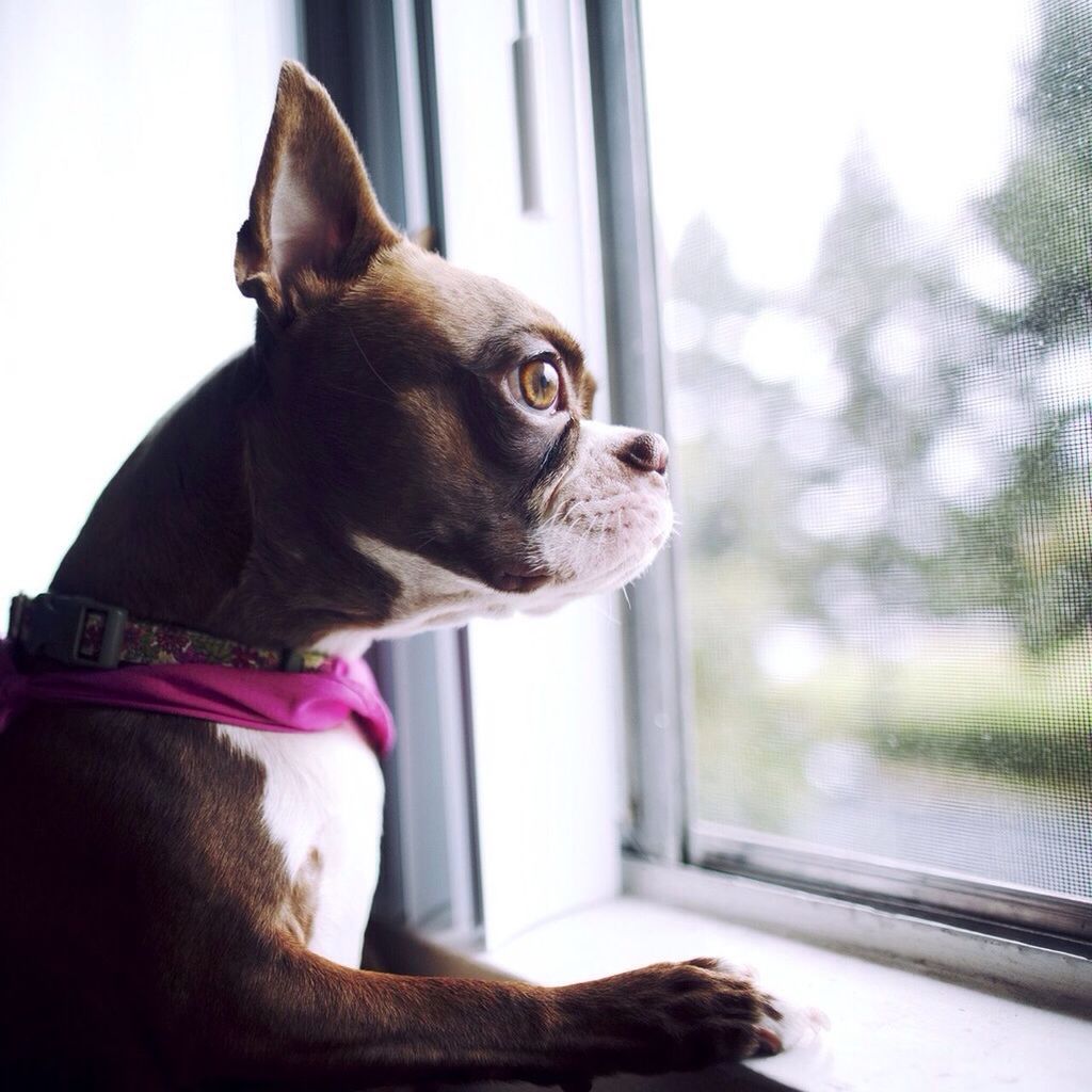 one animal, pets, domestic animals, animal themes, mammal, window, dog, indoors, animal head, glass - material, looking away, looking through window, domestic cat, close-up, cat, window sill, transparent, sitting, home interior, curiosity