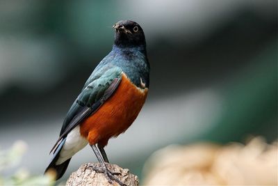 Close-up of superb starling perching on wood