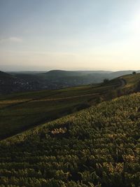 Scenic view of agricultural field against sky during sunset