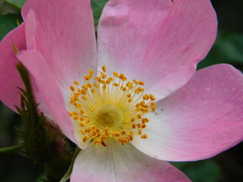 Close-up of pink flower