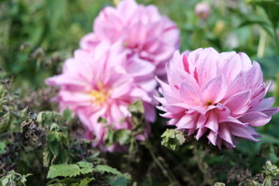 Close-up of pink flowering plants