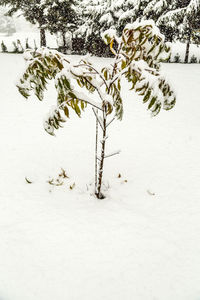 Close-up of flower tree during winter