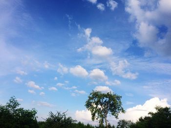 Low angle view of trees against blue sky