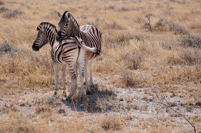 Pair of zebras standing, one resting its head  in etosha national park in namibia