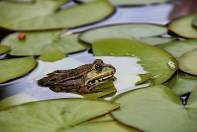 Close-up of turtle in water