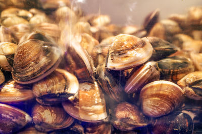 Full frame shot of seashells