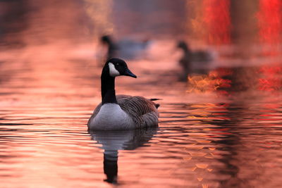 Duck swimming in lake