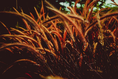 Close-up of grass growing on field