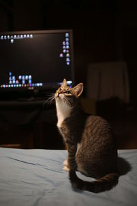 Cat sitting on table at home