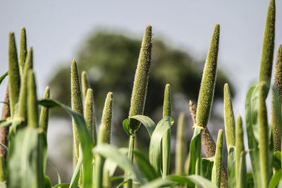 Close-up of plants