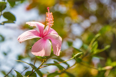 Close-up of pink hibiscus blooming outdoors