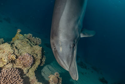 Dolphin swimming with divers in the red sea, eilat israel