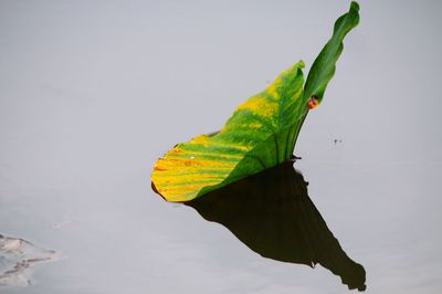 Close-up of green bird against sky