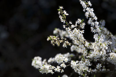 Close-up of white flowers blooming on tree