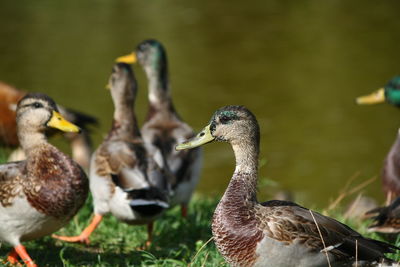 A take foto of duck