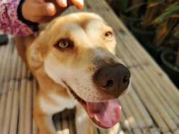 Close-up portrait of dog