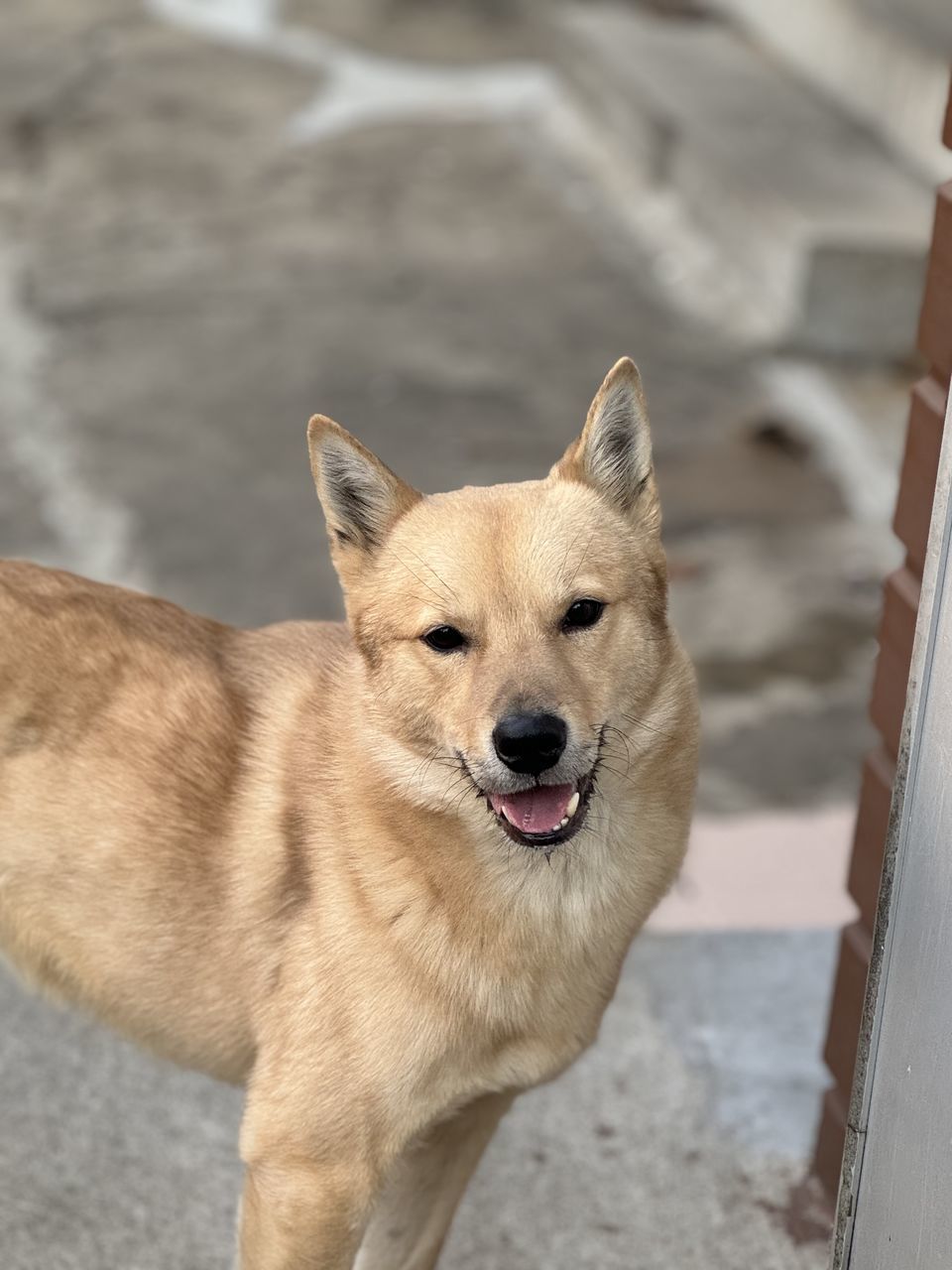 pet, animal, animal themes, dog, one animal, mammal, canine, domestic animals, finnish spitz, portrait, shiba inu, no people, looking at camera, dingo, carnivore, day, focus on foreground, wolfdog, outdoors, facial expression