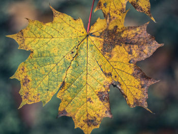 Close-up of autumnal leaves