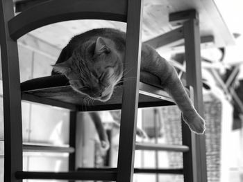 Cat sleeping in front of window at home