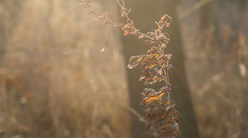 Close-up of wilted plant on field