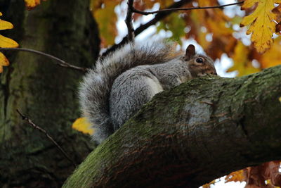 Close-up of squirrel on tree