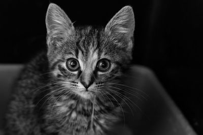 Close-up portrait of tabby cat