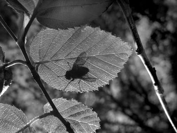 Close-up of autumn leaves on tree