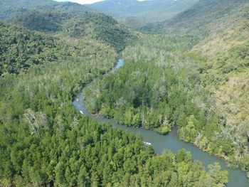 High angle view of river amidst trees in forest