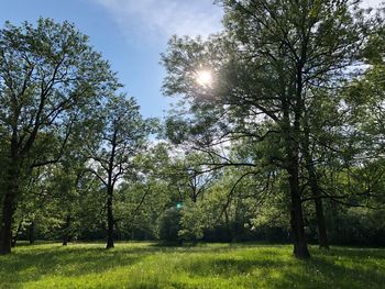 Sunlight streaming through trees in park