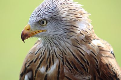 Close-up of eagle on sunny day