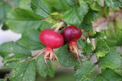 Close-up of red berries growing on tree