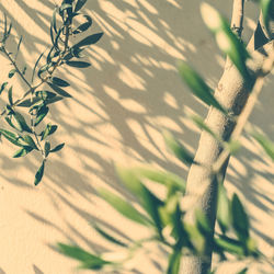 Low angle view of silhouette plants