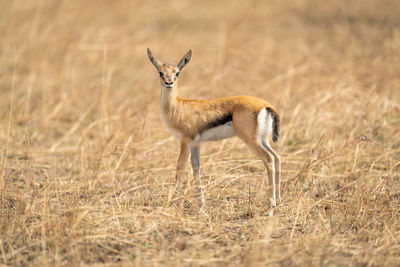 Side view of deer on field