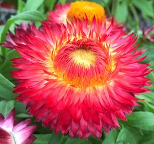 Close-up of pink flowers