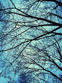 Low angle view of bare tree against sky