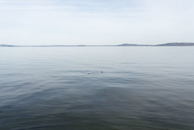 Tranquil view of sea with two birds against clear sky