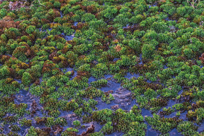 High angle view of plants by sea