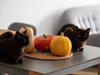 Cat in plate on table