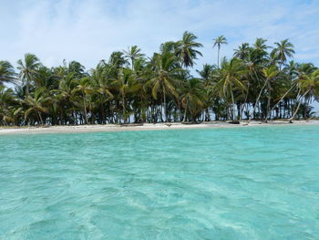Palm trees by swimming pool against sky