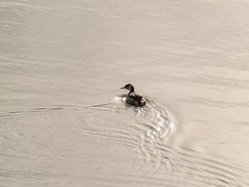 High angle view of bird swimming in lake